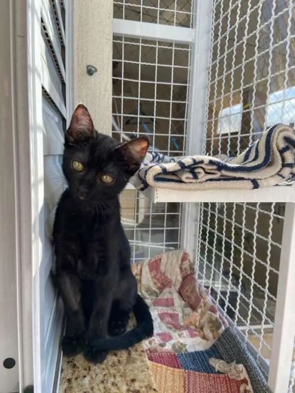 Gato ra a Srd idade 2 a 6 meses nome Maitê