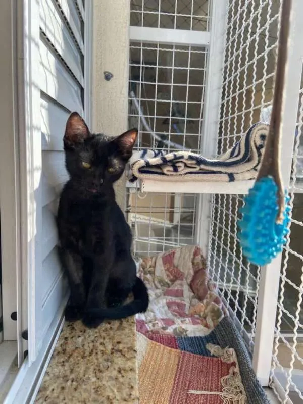 Gato ra a Srd idade 2 a 6 meses nome Maitê