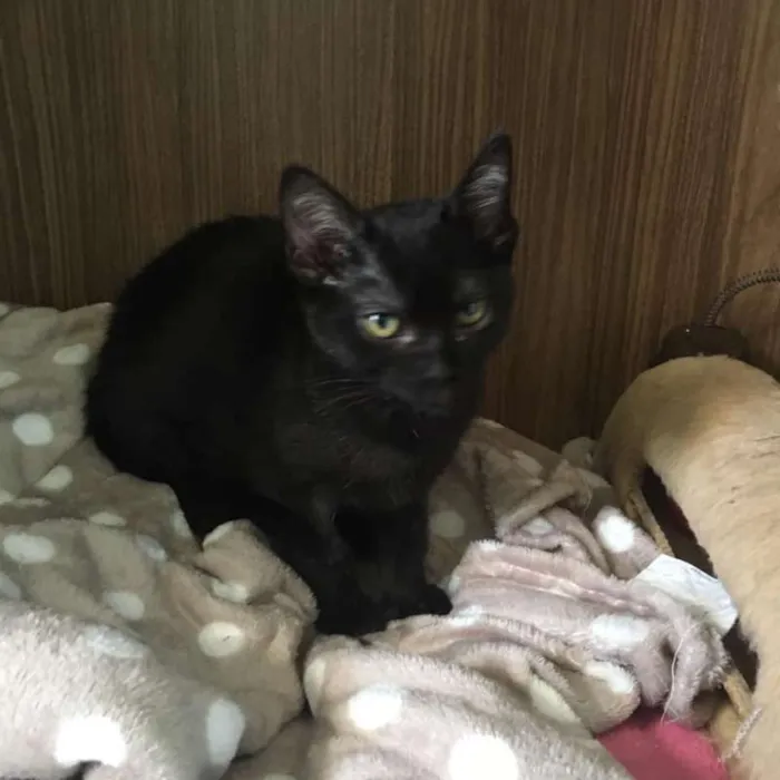 Gato ra a Srd idade 2 a 6 meses nome Maitê