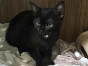 Gato raça Srd idade 2 a 6 meses nome Maitê