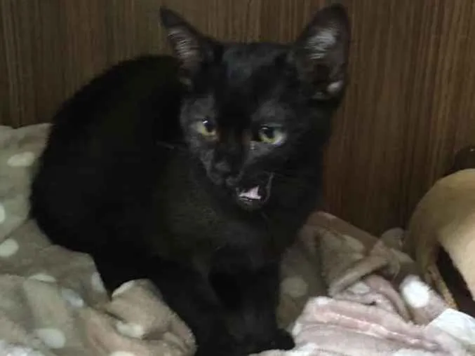 Gato ra a Srd idade 2 a 6 meses nome Maitê