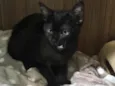Maitê