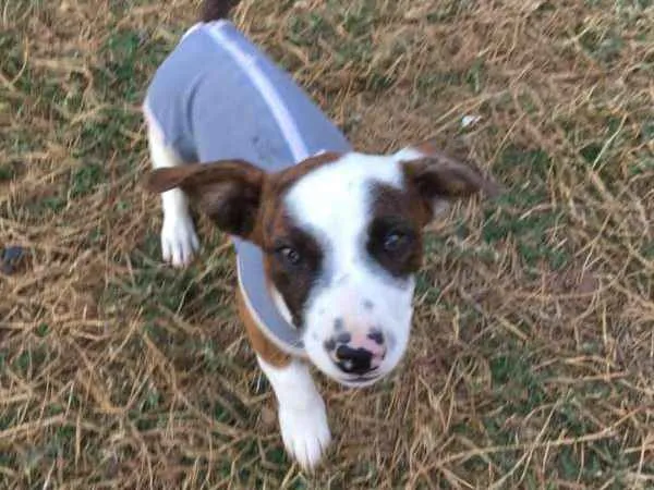 Cachorro ra a SRD idade 2 a 6 meses nome Amauri