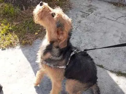 Cachorro ra a SRD idade 7 a 11 meses nome Hana