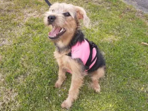 Cachorro raça SRD idade 2 a 6 meses nome Miléia