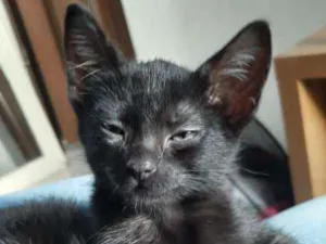 Gato raça Nao tem idade Abaixo de 2 meses nome Nao tem