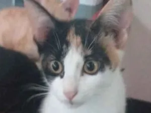 Gato raça SRD idade 2 a 6 meses nome Valentina 