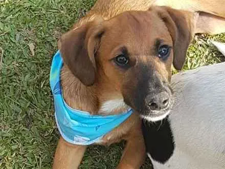 Cachorro ra a srd idade 2 a 6 meses nome Gar