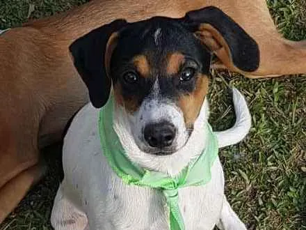 Cachorro ra a SRD idade 2 a 6 meses nome Conner