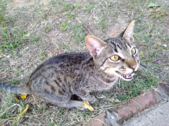 Gato ra a SRD idade 2 a 6 meses nome Thor