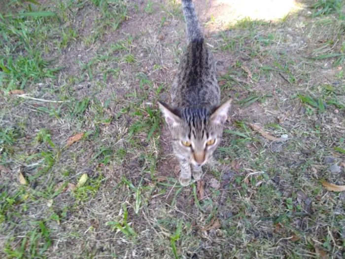 Gato ra a SRD idade 2 a 6 meses nome Thor