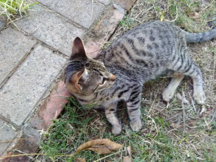 Gato ra a SRD idade 2 a 6 meses nome Thor