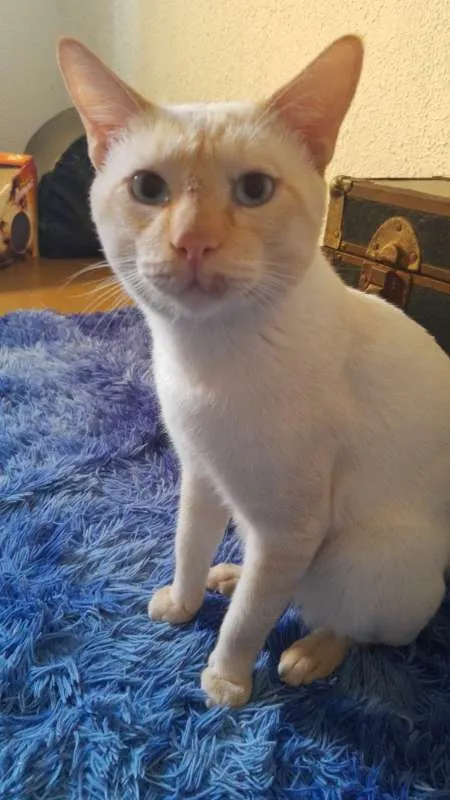 Gato ra a SRD idade 3 anos nome Batata