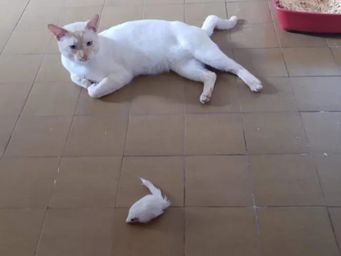 Gato ra a SRD idade 3 anos nome Batata