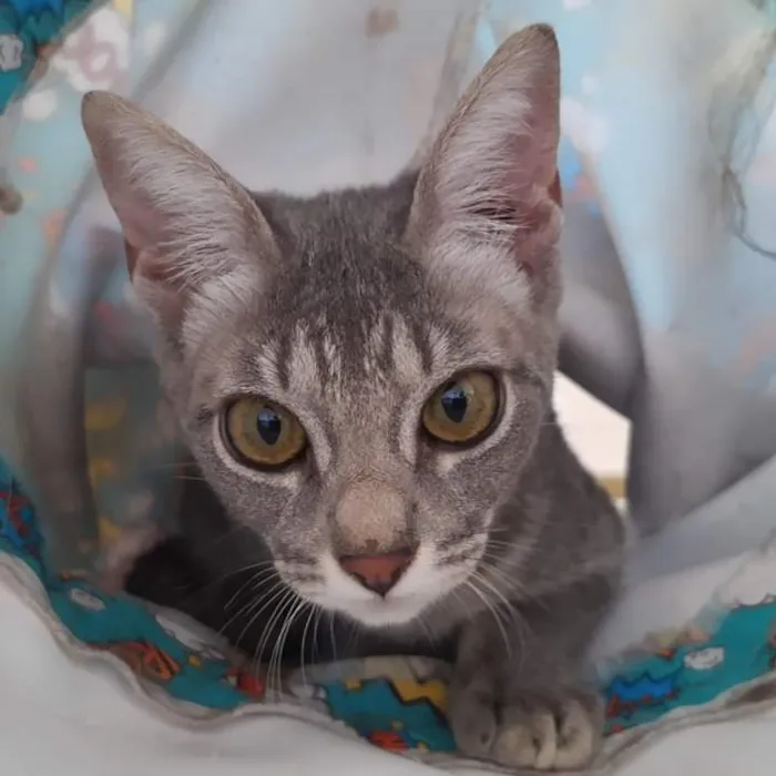 Gato ra a SRD idade 2 a 6 meses nome GRAFITE