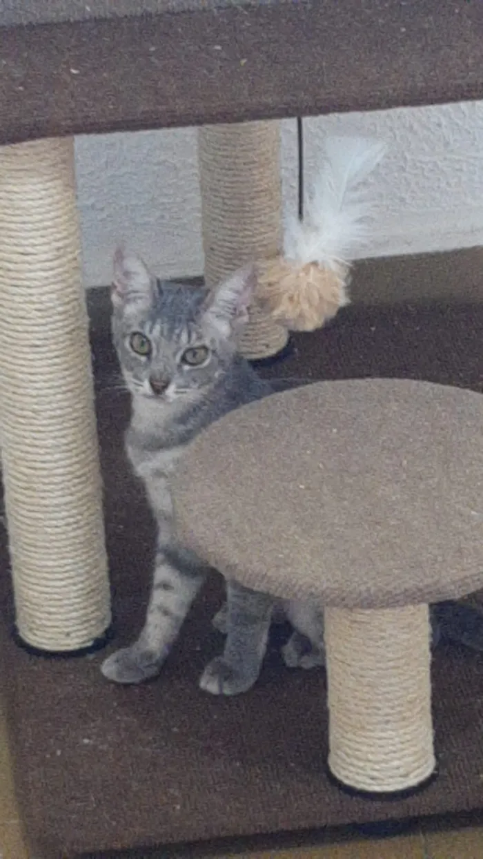Gato ra a SRD idade 2 a 6 meses nome GRAFITE
