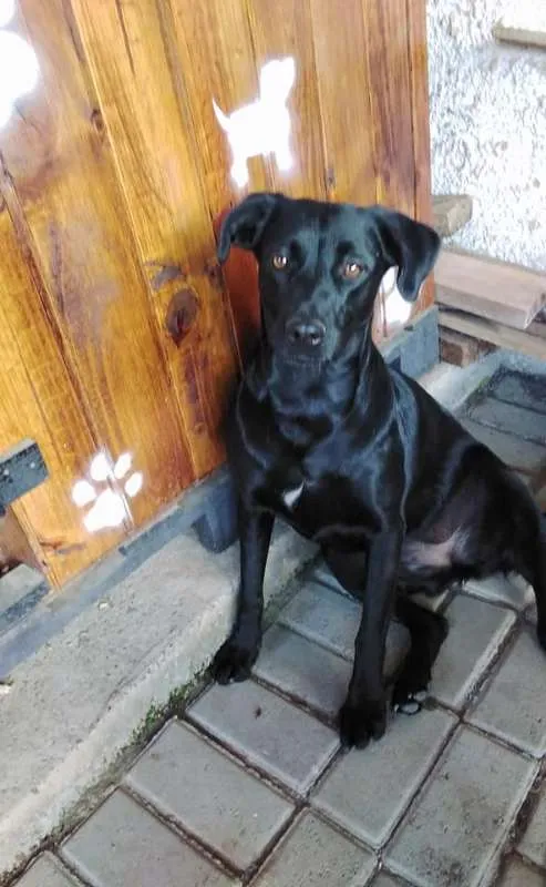 Cachorro ra a SRD idade 3 anos nome Lana