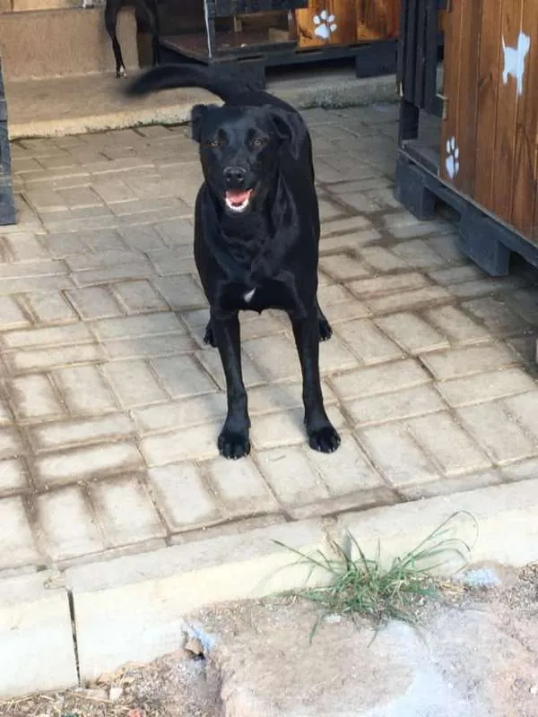 Cachorro ra a SRD idade 3 anos nome Lana