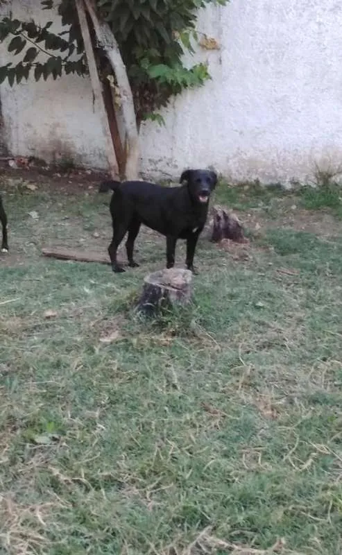 Cachorro ra a SRD idade 3 anos nome Lana