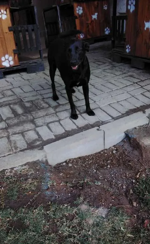 Cachorro ra a SRD idade 3 anos nome Lana