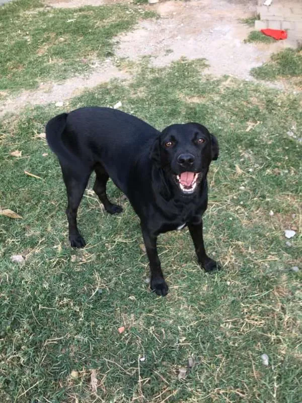 Cachorro ra a SRD idade 3 anos nome Lana