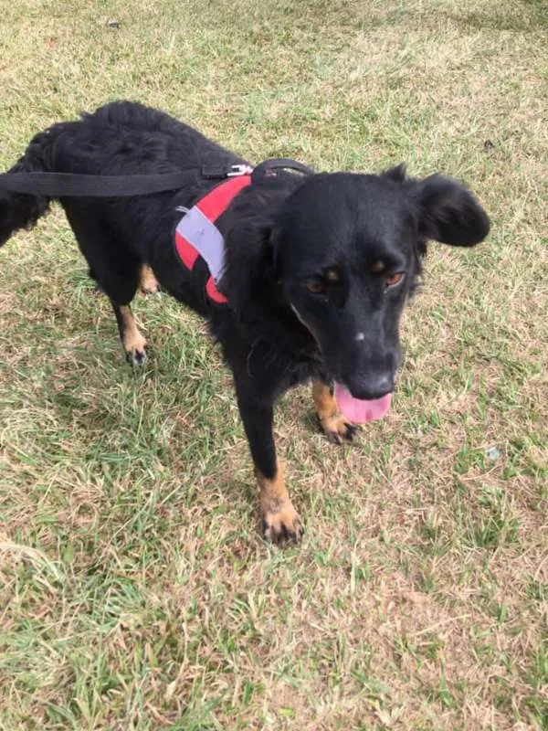 Cachorro ra a srd idade 1 ano nome Lucy