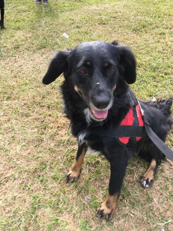 Cachorro ra a srd idade 1 ano nome Lucy
