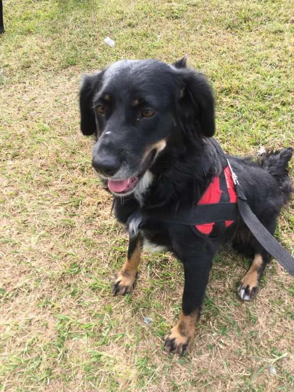 Cachorro ra a srd idade 1 ano nome Lucy