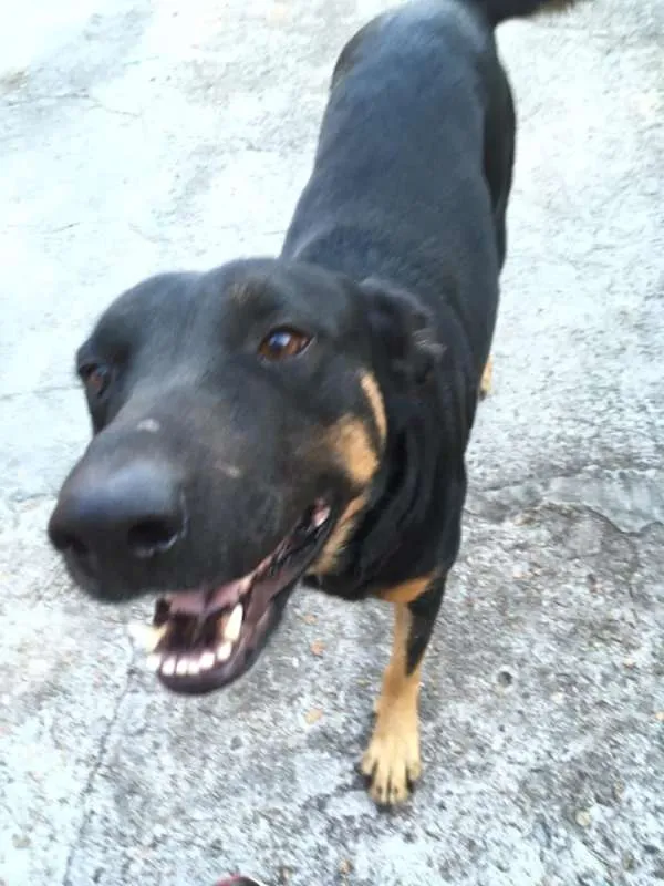 Cachorro ra a SRD idade 3 anos nome Susi
