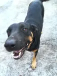 Susi