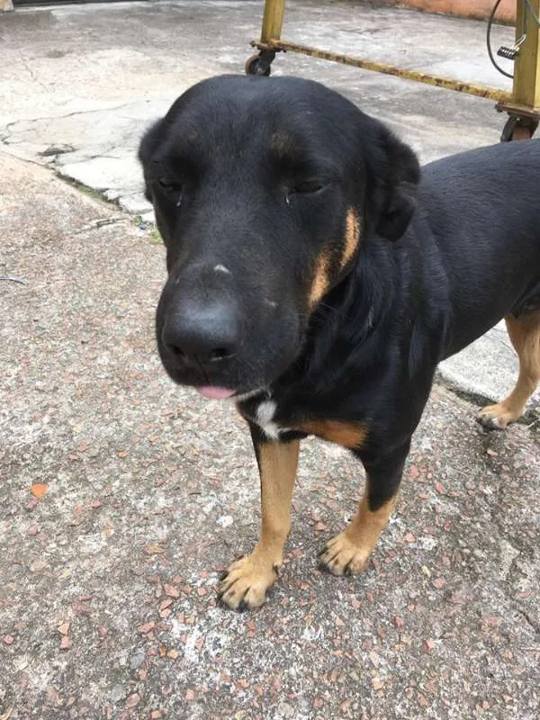 Cachorro ra a SRD idade 3 anos nome Susi