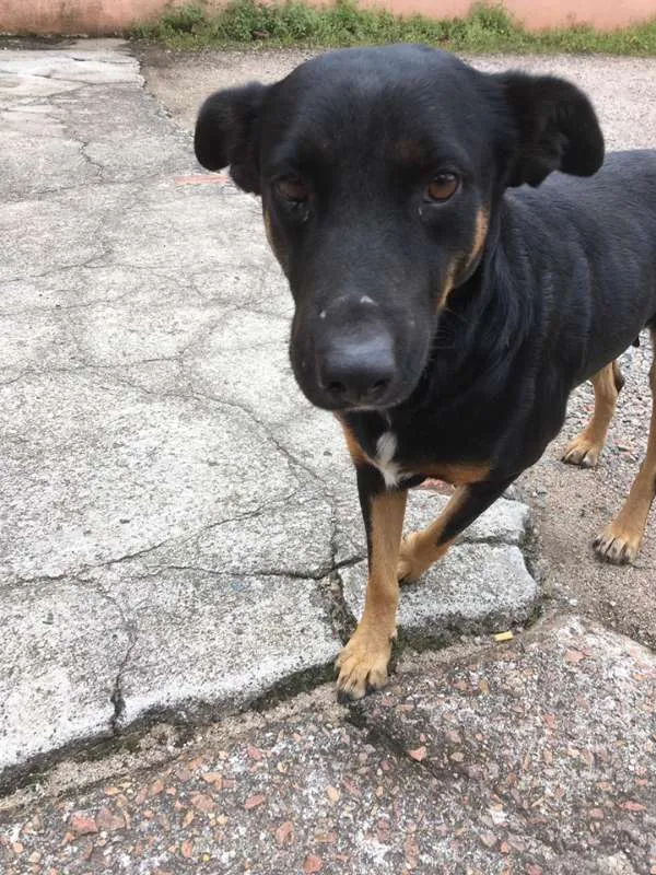 Cachorro ra a SRD idade 3 anos nome Susi