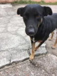 Susi