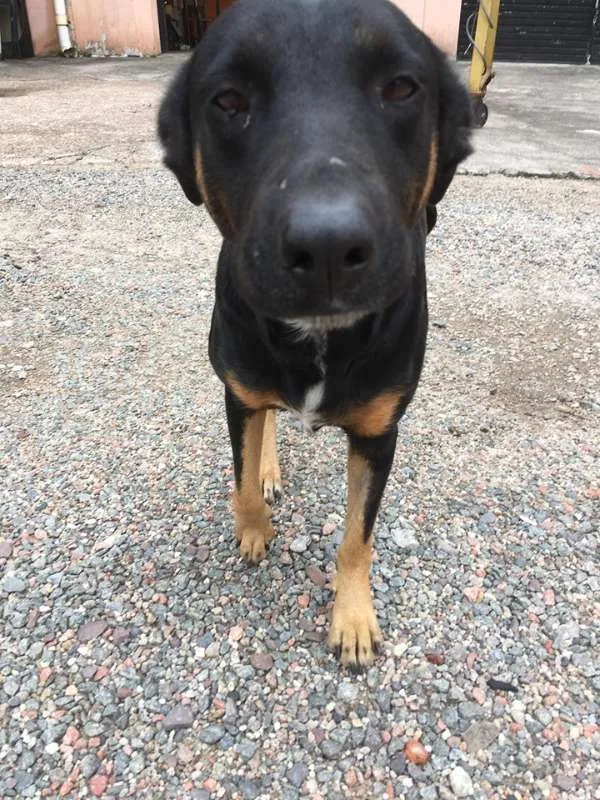 Cachorro ra a SRD idade 3 anos nome Susi