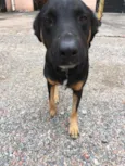 Susi
