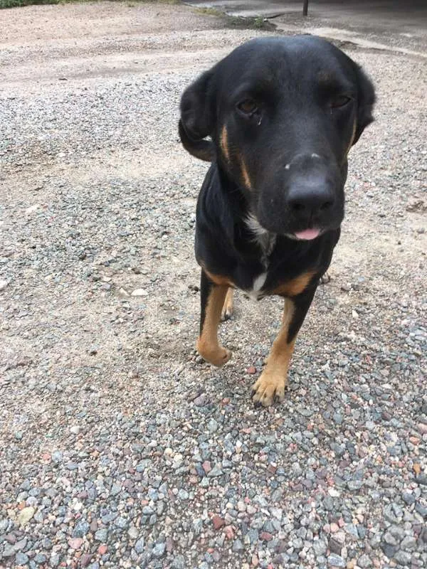Cachorro ra a SRD idade 3 anos nome Susi