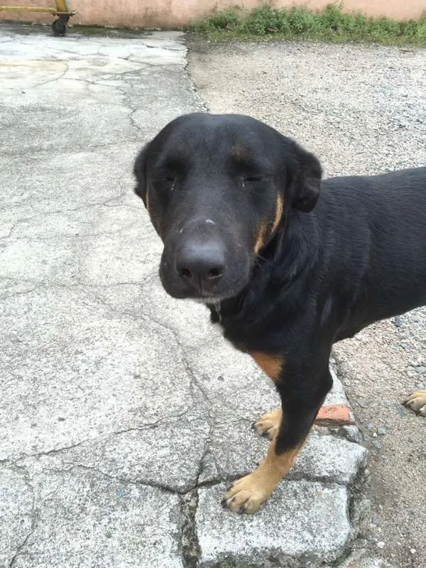 Cachorro ra a SRD idade 3 anos nome Susi