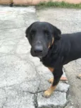 Susi