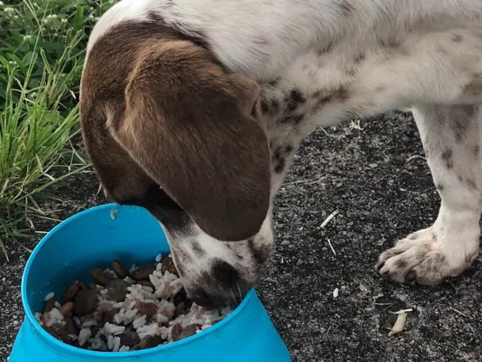 Cachorro ra a SRD idade 2 anos nome Sem nome