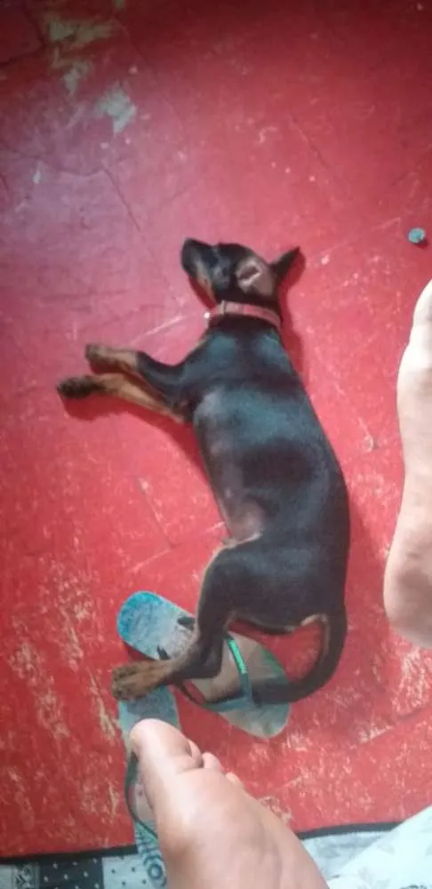 Cachorro ra a Pincher  idade 2 a 6 meses nome Toy