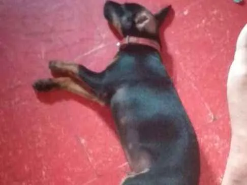 Cachorro ra a Pincher  idade 2 a 6 meses nome Toy