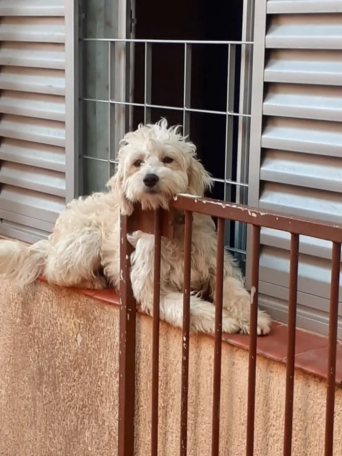 Cachorro ra a SRD idade 1 ano nome Lino