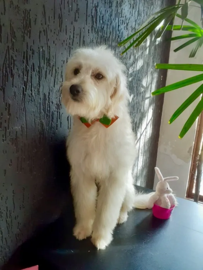 Cachorro ra a SRD idade 1 ano nome Lino