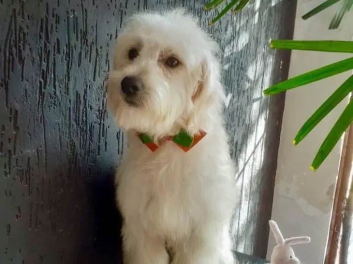 Cachorro ra a SRD idade 1 ano nome Lino