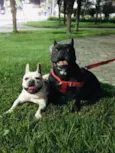 Thor e lunna