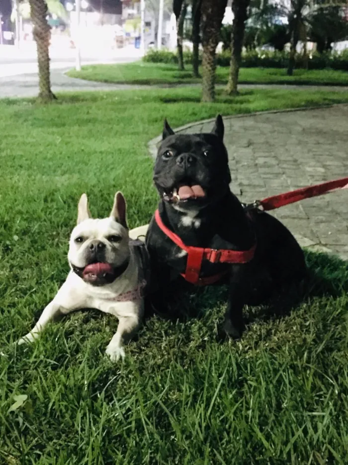 Cachorro raça Buldogues frances  idade 3 anos nome Thor e lunna
