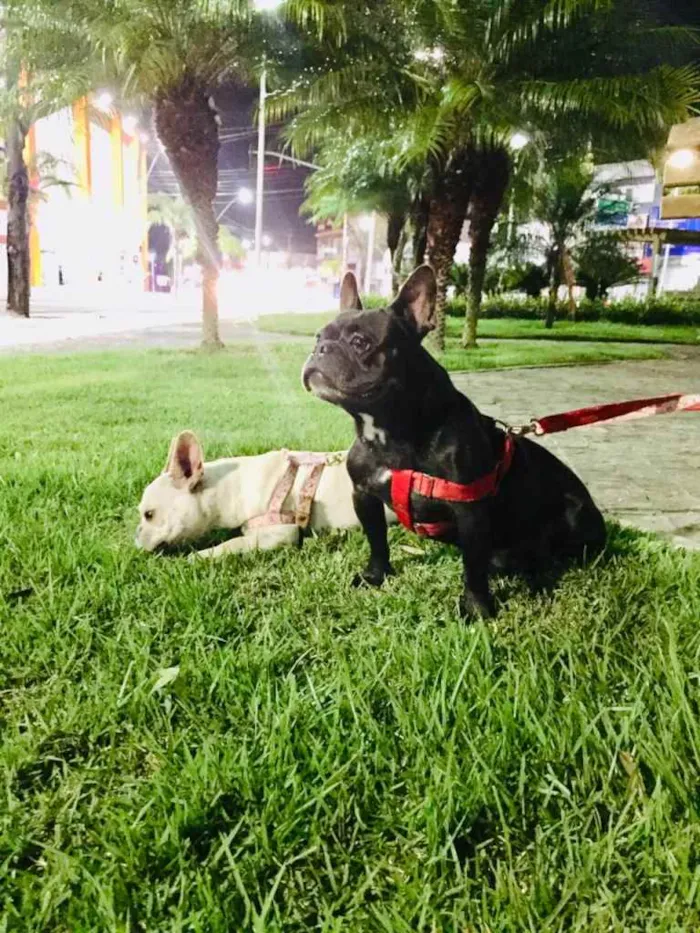 Cachorro raça Buldogues frances  idade 3 anos nome Thor e lunna