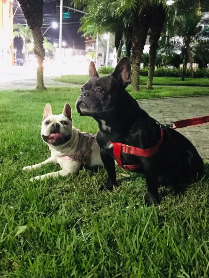 Cachorro raça Buldogues frances  idade 3 anos nome Thor e lunna