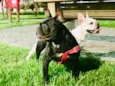 Thor e lunna