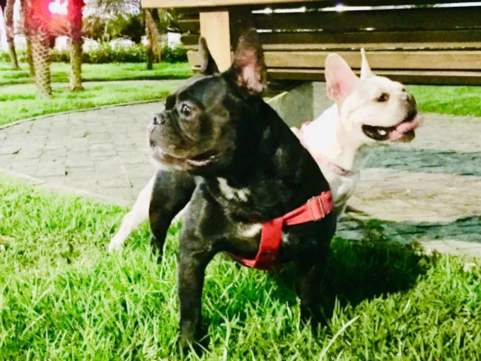 Cachorro raça Buldogues frances  idade 3 anos nome Thor e lunna